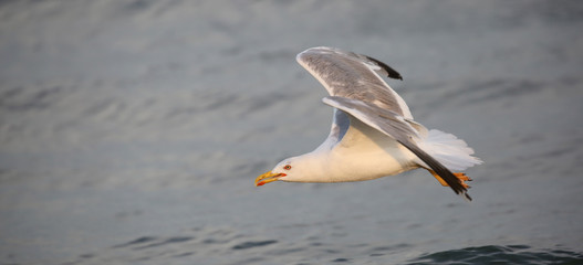 Fototapeta na wymiar bird sea gull in summer by the Mediterranean sea in summer