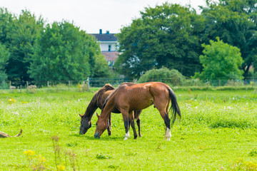 Horses Grazing in a Field