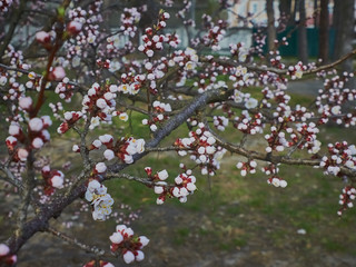 Flowering apricot trees in April in Ukraine