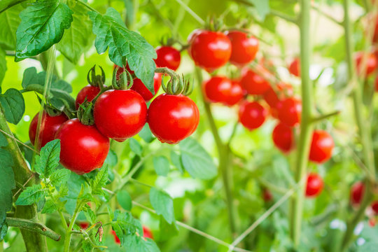 Fresh ripe red tomatoes plant growth in organic greenhouse garden ready to harvest