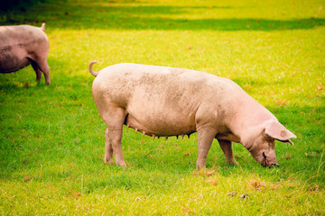 pig  standing on a grass lawn.