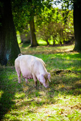 pig eats grass in a meadow