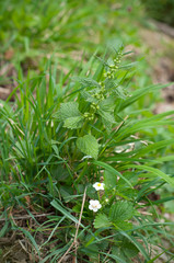 Blooming strawberry flower and other plants in green grass field