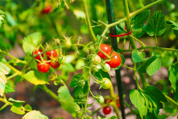 Ripe tomatoes growing on a branch