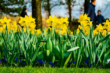 Panoramic view on White spring narcissus flowers