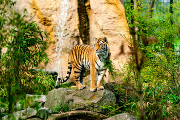 Tiger in the nature