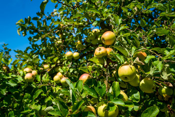 apples grows on a branch among the green foliage against a blue sky
