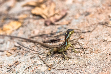Little lizard, Anolis oxylophus, standing on the ground in Costa Rica 