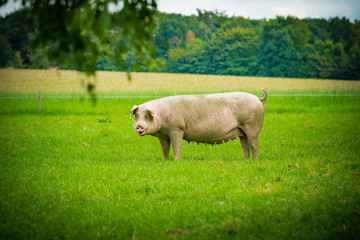 Naklejka na ściany i meble pigs in field. Healthy pig on meadow