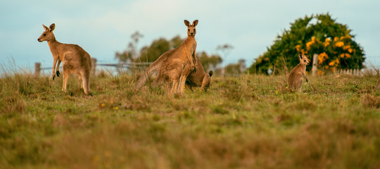 Obraz premium Kangaroos outside amongst nature.