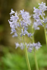Blühendes Hasenglöckchen (Hyacinthoides)