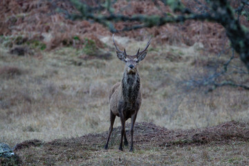 Wild deer grazing in Scotland