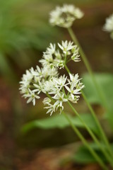 Blühender Bärlauch (Allium ursinum) - Bärlauchblüten