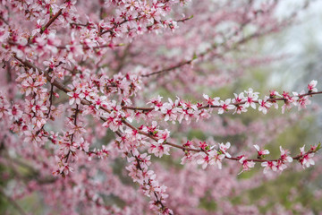 Almond flowers with pink hues in full bloom at Badamwari Srinagar, Kashmir
