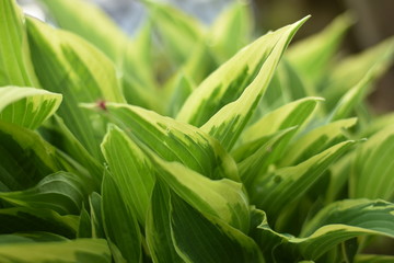 Obraz premium Funkie (Hosta)