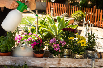 Manos de mujer regando las plantas y flores en el jardín 