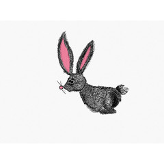 pencil hare