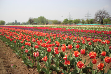 Fototapeta premium Tulips in full bloom at Tulip Garden in Kashmir. Red and Yellow in Asia's largest Tulip Garden