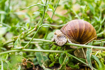 Vineyard snail in its natural environment