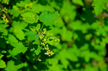 Fototapeta na wymiar Aronia green berries on the tree bush