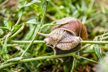 Vineyard snail in its natural environment