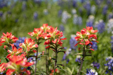 Bluebonnets