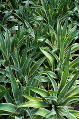 Beautiful green leaves of the ornamental plant Sansevieria Trifasciata