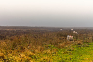 Sheep in winter landscape
