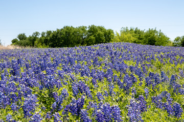 Bluebonnets