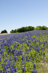 Bluebonnets