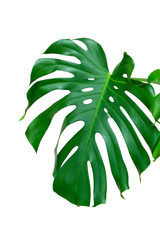 Dark green leaves of monstera or split leaf philodendron the tropical foliage plant isolated on...