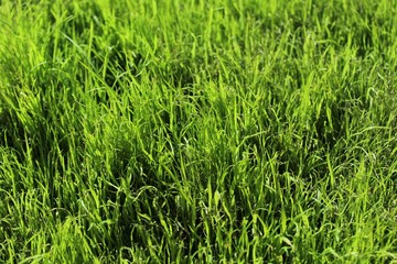 Gras