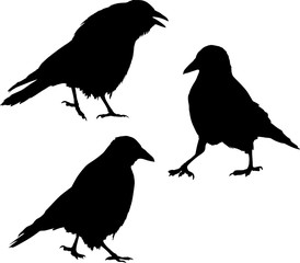 set of three walking crow silhouettes on white