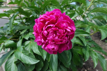 Close shot of deep pink flower of common peony