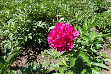 Magenta colored double flower of peony in spring