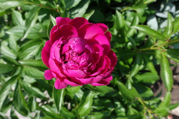 One crimson flower of common peony in spring