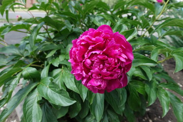 Ruby colored flower of common peony in spring