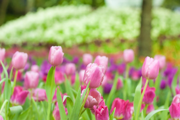 Fototapeta premium Beautiful of colorful tulip flowers bouquet on field in green garden background.