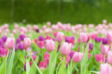 Fototapeta premium Beautiful of colorful tulip flowers bouquet on field in green garden background.