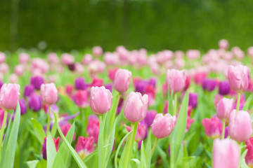 Beautiful of colorful tulip flowers bouquet on field in green garden background.