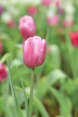 Beautiful of colorful tulip flowers bouquet on field in green garden background.
