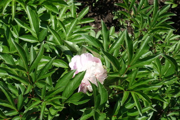 Pale pink flower in the leafage of peony in spring