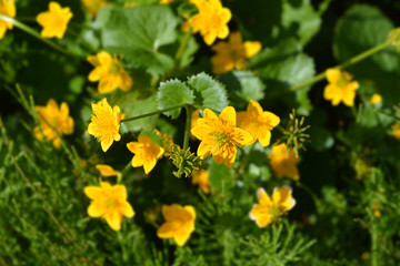 Marsh Marigold