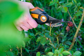 Flower gardening and maintenance concept. Close up shot of women hands with pruning shears working...