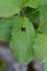 Alpine Honeysuckle