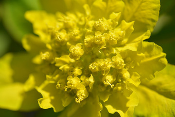 Cushion spurge