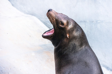 Obraz premium Adorable hungry sea lion seal with opened mouth and smooth wet skin head shoot inside zoo waiting for fishes