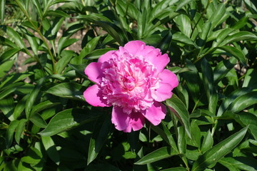 Hot pink colored flower of common peony in spring