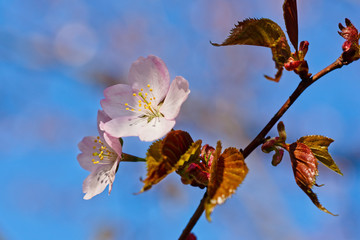 Japanese cherry blossom prunus serrulata in full bloom. Sunlit flowers of pink color. Freshness and beauty of a spring garden or orchard. Colorful floral photo