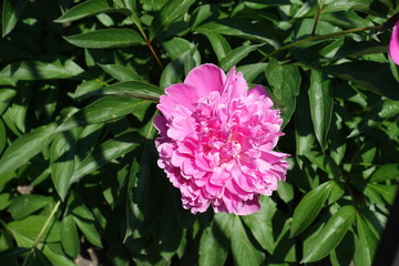 One pink flower of common peony in spring